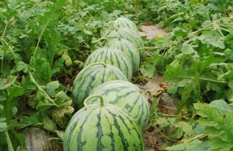 热门大瓜有哪些